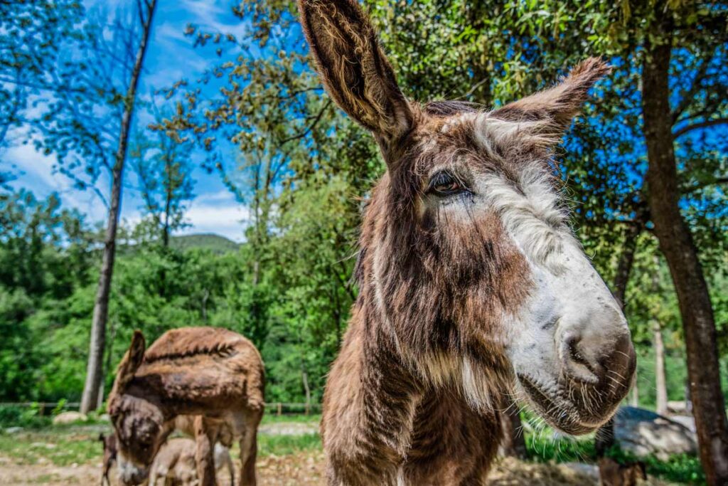 camping ferme animaux pyrenees orientales